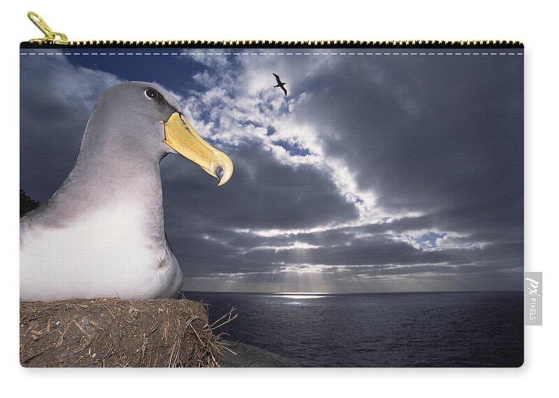 Feb0514 Zip Pouch featuring the photograph Chatham Albatrosses Nesting On A Cliff #1 by Tui De Roy