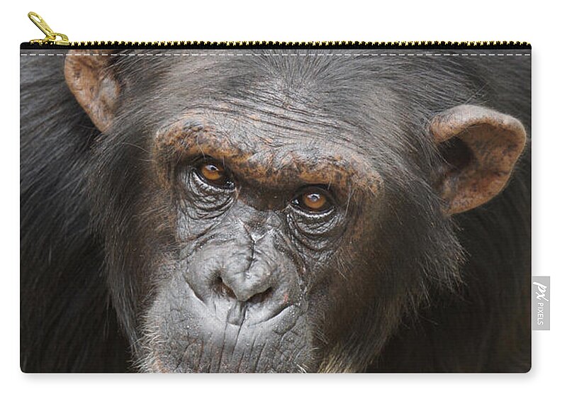 Hiroya Minakuchi Zip Pouch featuring the photograph Chimpanzee Portrait Ol Pejeta by Hiroya Minakuchi