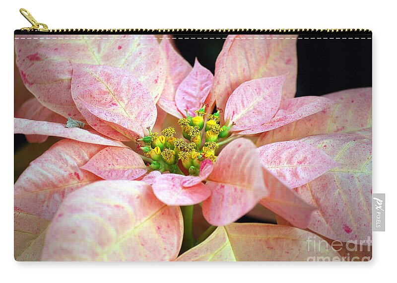  Zip Pouch featuring the photograph Cinnamon Poinsettia by Terri Winkler