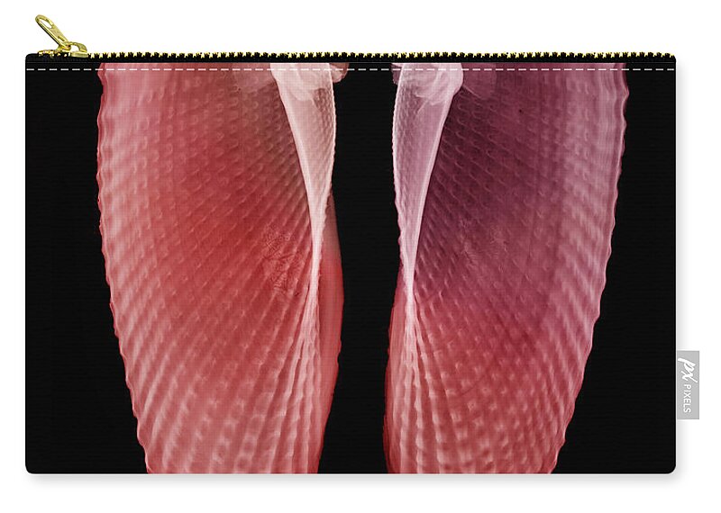 Angelwing Clam Zip Pouch featuring the photograph Clam Shells X-ray #1 by Bert Myers