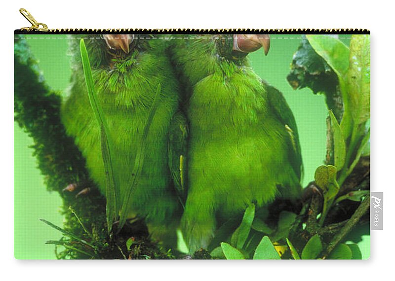 Cobalt-winged Parakeets Zip Pouch featuring the photograph Cobalt-winged Parakeets #1 by Art Wolfe
