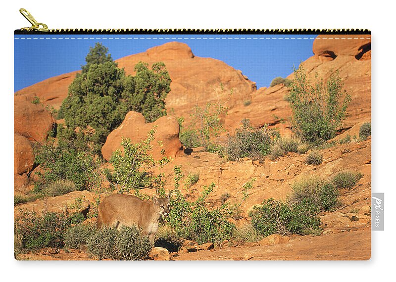 Mountain Lion Zip Pouch featuring the photograph Cougar Or Mountain Lion #1 by M. Watson