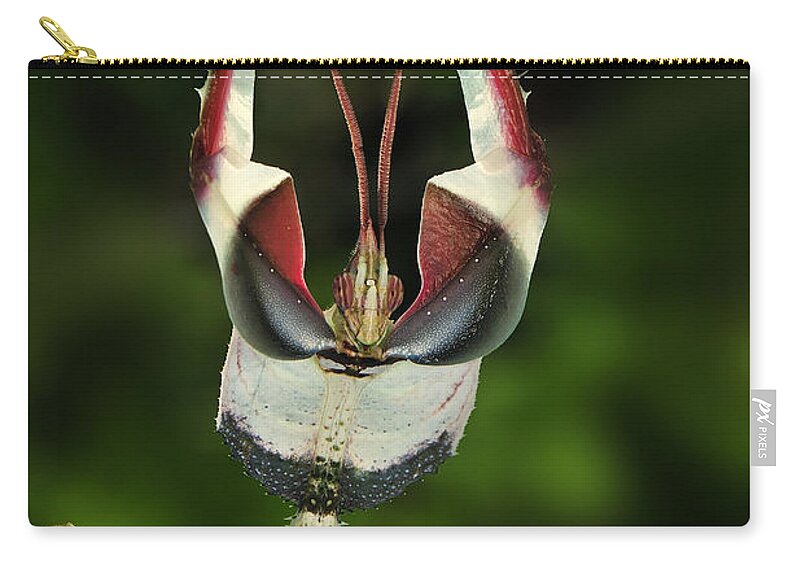 Thomas Marent Zip Pouch featuring the photograph Devils Praying Mantis In Defensive #1 by Thomas Marent