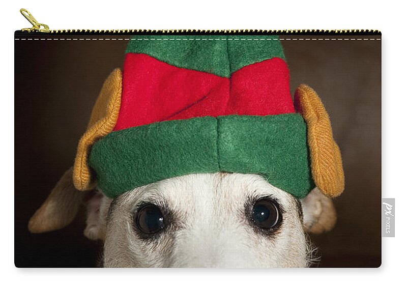 Christmas Decorations Zip Pouch featuring the photograph Dog Wearing Elf Ears, Christmas Portrait #1 by Jim Corwin