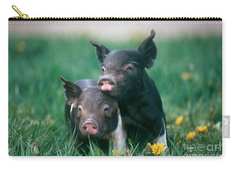 Nature Carry-all Pouch featuring the photograph Domestic Piglets by Alan Carey