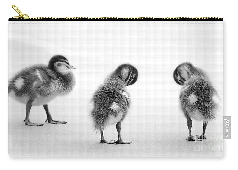 Animal Zip Pouch featuring the photograph Ducklings Black and White #1 by THP Creative