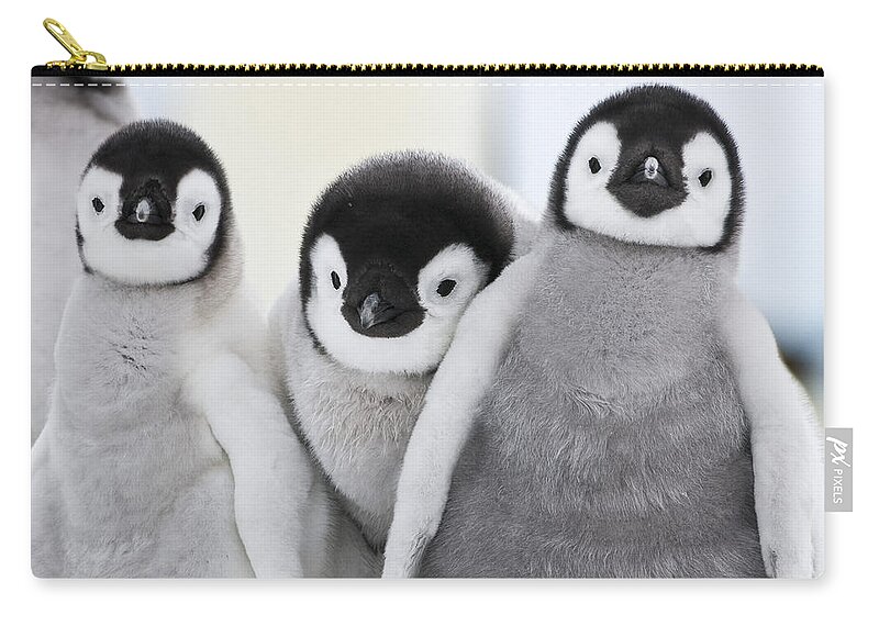 Emperor Penguin Zip Pouch featuring the photograph Emperor Penguin Chicks #1 by Jean-Louis Klein and Marie-Luce Hubert