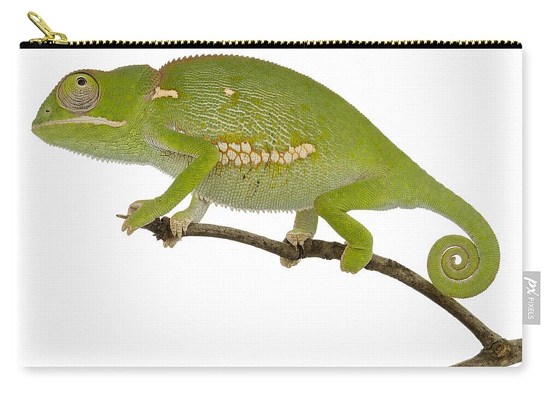 496738 Zip Pouch featuring the photograph Flap-necked Chameleon Gorongosa #1 by Piotr Naskrecki