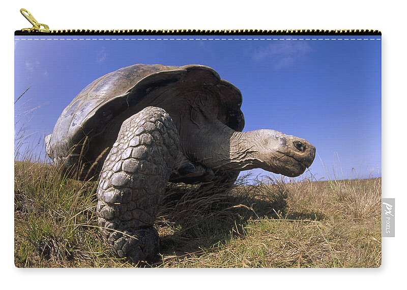Feb0514 Zip Pouch featuring the photograph Galapagos Giant Tortoise On Alcedo #1 by Tui De Roy