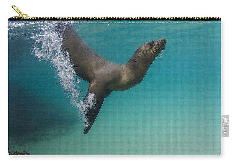 Pete Oxford Carry-all Pouch featuring the photograph Galapagos Sea Lion Swimming Ecuador by Pete Oxford