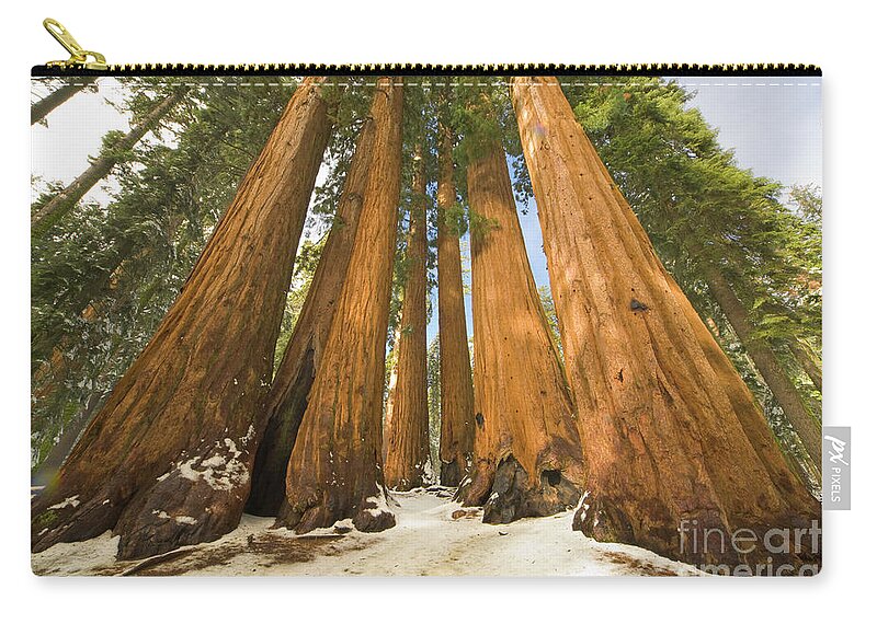 00431218 Zip Pouch featuring the photograph Giant Sequoias After First Snow by Yva Momatiuk John Eastcott