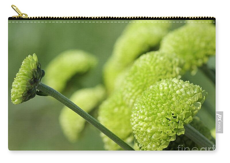 Mccombie Zip Pouch featuring the photograph Green Button Pom Chrysanthemum #1 by J McCombie