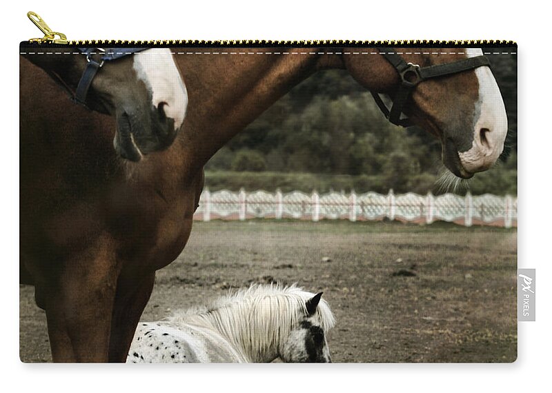 Appaloosa Zip Pouch featuring the photograph Having A Rest #1 by Ang El