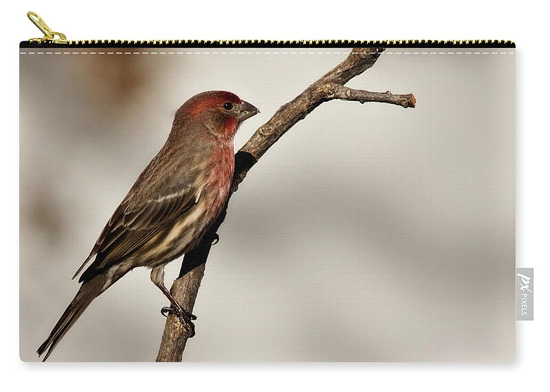 carpodacus Mexicanus Zip Pouch featuring the photograph House Finch by Lana Trussell