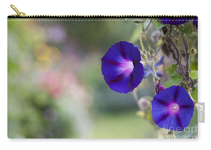 Ipomoea Zip Pouch featuring the photograph Ipomoea Morning Glory Flowers by Tim Gainey
