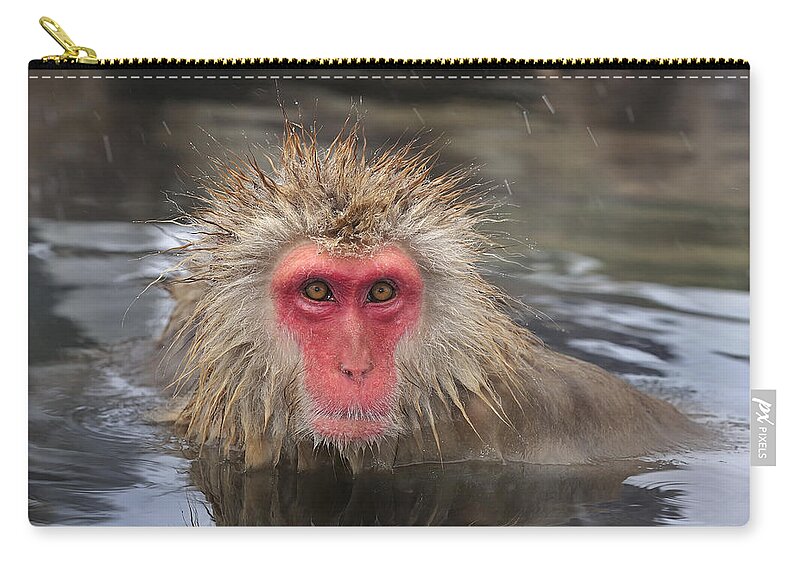 Thomas Marent Zip Pouch featuring the photograph Japanese Macaque In Hot Spring #1 by Thomas Marent