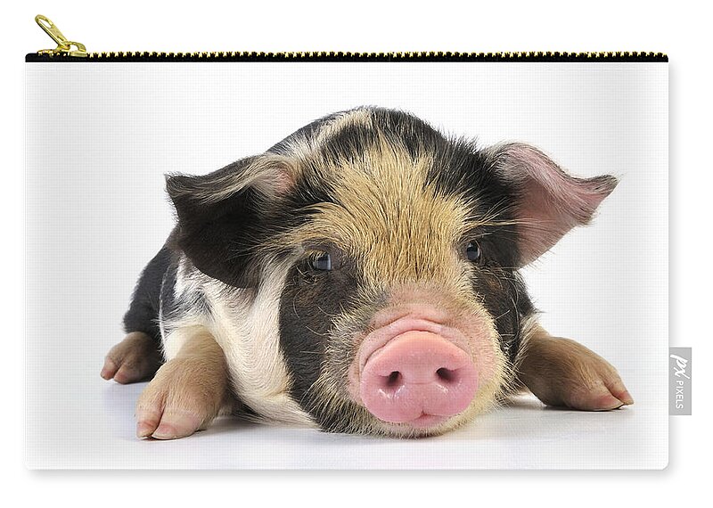 Pig Zip Pouch featuring the photograph Kune Kune Piglet #1 by John Daniels