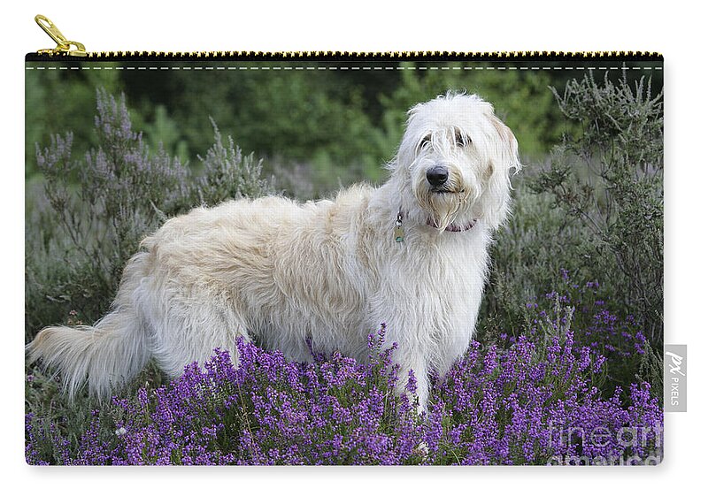 Dog Zip Pouch featuring the photograph Labradoodle Dog #1 by John Daniels