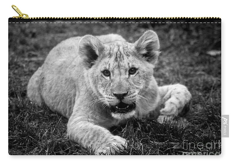  Zip Pouch featuring the photograph Lion Cub #1 by David Rucker