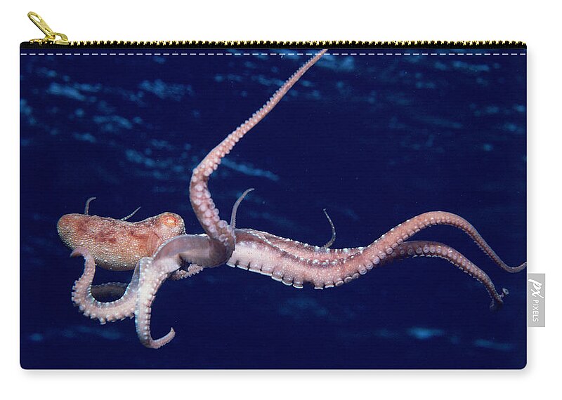 Animal Zip Pouch featuring the photograph Long-armed Octopus #1 by Jeff Rotman