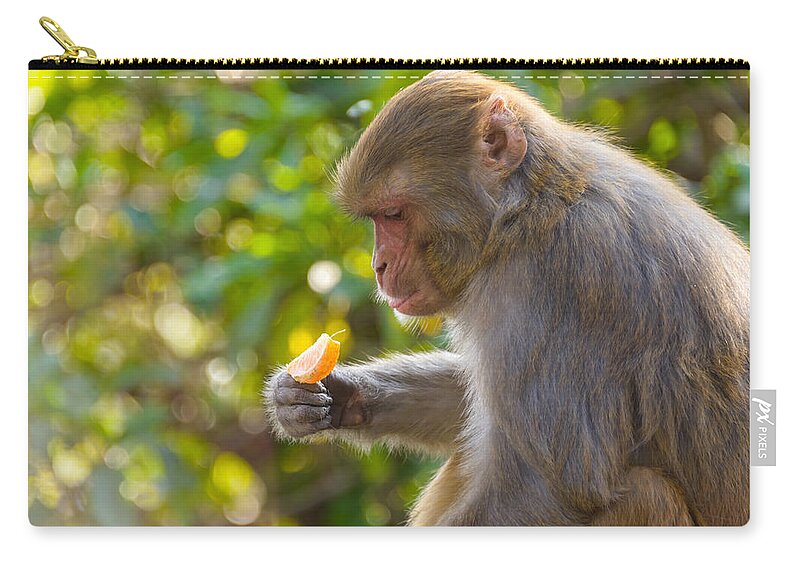 Macaque Zip Pouch featuring the photograph Macaque eating an orange #1 by Dutourdumonde Photography