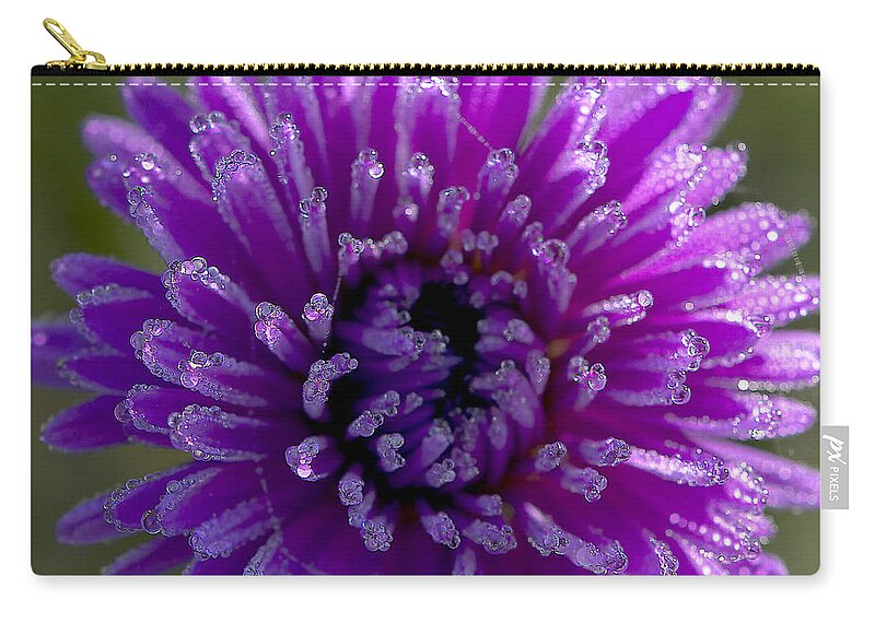 Michaelmas Daisy Zip Pouch featuring the photograph Michaelmas Daisy Drops by Sharon Talson