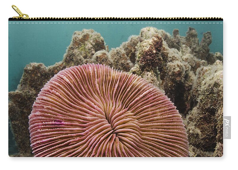 Pete Oxford Zip Pouch featuring the photograph Mushroom Coral Fiji by Pete Oxford