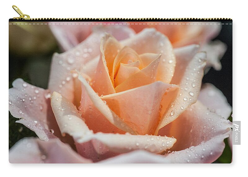 Rose Zip Pouch featuring the photograph My Birthday Rose 1 #1 by Jenny Rainbow