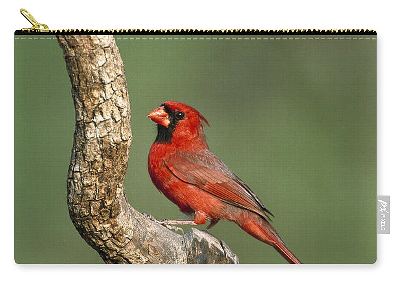 Feb0514 Carry-all Pouch featuring the photograph Northern Cardinal Male Texas by Tom Vezo