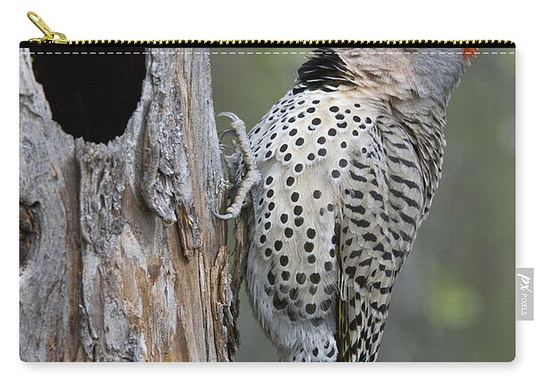 Michael Quinton Zip Pouch featuring the photograph Northern Flicker At Nest Cavity Alaska #1 by Michael Quinton