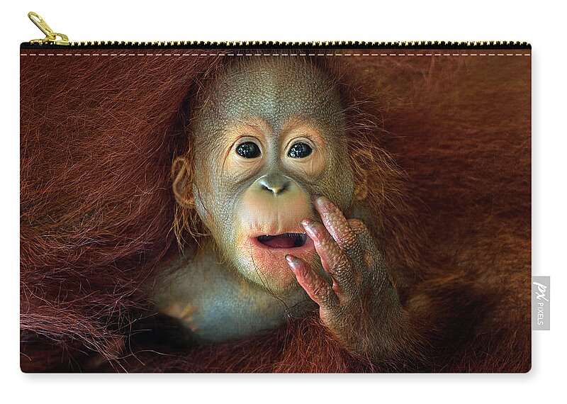Animal Themes Zip Pouch featuring the photograph Orang Utan #1 by By Toonman