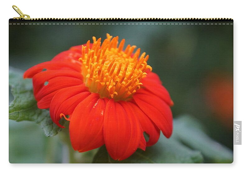 Orange Zip Pouch featuring the photograph Orange Flower #1 by Alan Hutchins