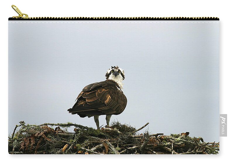 Osprey Zip Pouch featuring the photograph Osprey Nesting #1 by Anthony Jones