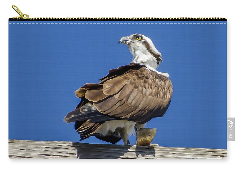 Osprey With Fish In Talons Zip Pouch featuring the photograph Osprey with Fish in Talons #2 by Dale Powell