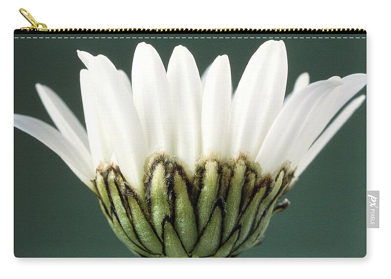 Angiosperm Zip Pouch featuring the photograph Ox-eye Daisy #1 by Perennou Nuridsany