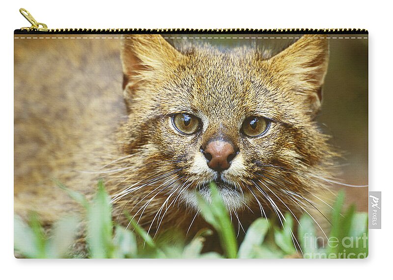 Pampas Cat Carry-all Pouch by Art Wolfe - Pixels