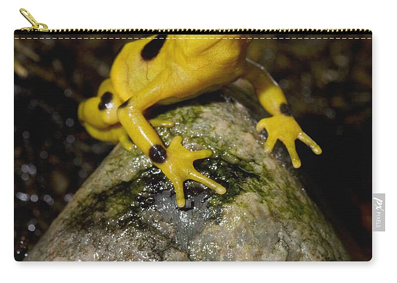 Feb0514 Zip Pouch featuring the photograph Panamanian Golden Frog #1 by San Diego Zoo