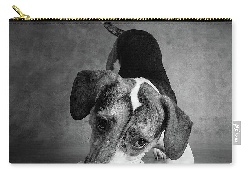 Photography Zip Pouch featuring the photograph Portrait Of A Mixed Dog Playing #1 by Animal Images