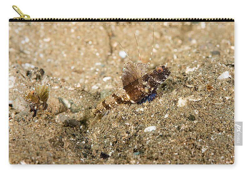 Rayed Shrimpgoby Zip Pouch featuring the photograph Rayed Shrimpgoby #1 by Andrew J. Martinez