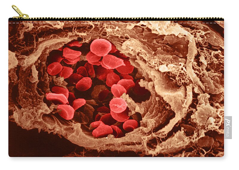 Biology Zip Pouch featuring the photograph Red Blood Cells, Collagen Fibers, Sem #1 by Joseph F. Gennaro Jr.