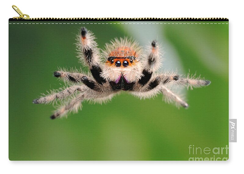 Regius Zip Pouch featuring the photograph Regal Jumping Spider Jumping #4 by Scott Linstead