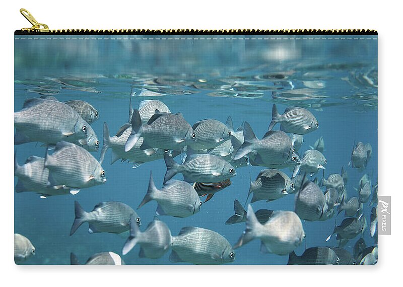Underwater Zip Pouch featuring the photograph School Of Fish #1 by Danilovi