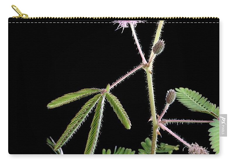 Angiosperm Zip Pouch featuring the photograph Sensitive Plant #1 by Perennou Nuridsany