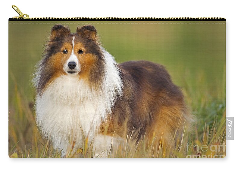 Dog Zip Pouch featuring the photograph Shetland Sheepdog #1 by Rolf Kopfle