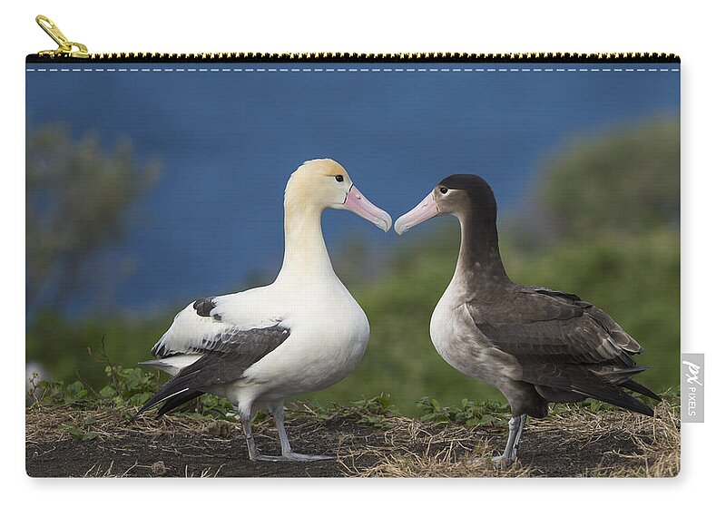 536835 Zip Pouch featuring the photograph Short-tailed Albatross Courting #1 by Tui De Roy