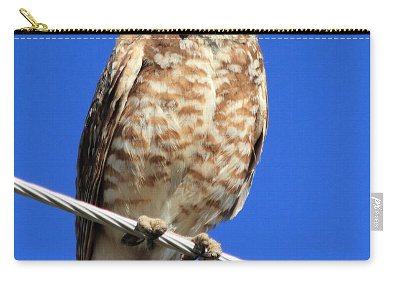 Owl Zip Pouch featuring the photograph Stare Down by Shane Bechler