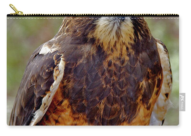 Swainson's Hawk Zip Pouch featuring the photograph Swainson's Hawk by Ed Riche