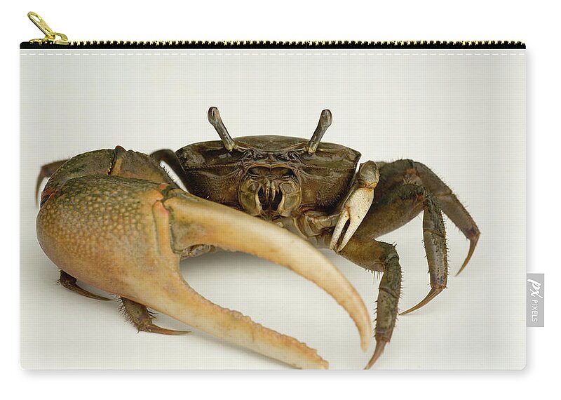 The Fiddler Crab Uca Pugnax #1 Zip Pouch by Aaron Ansarov - Fine Art America