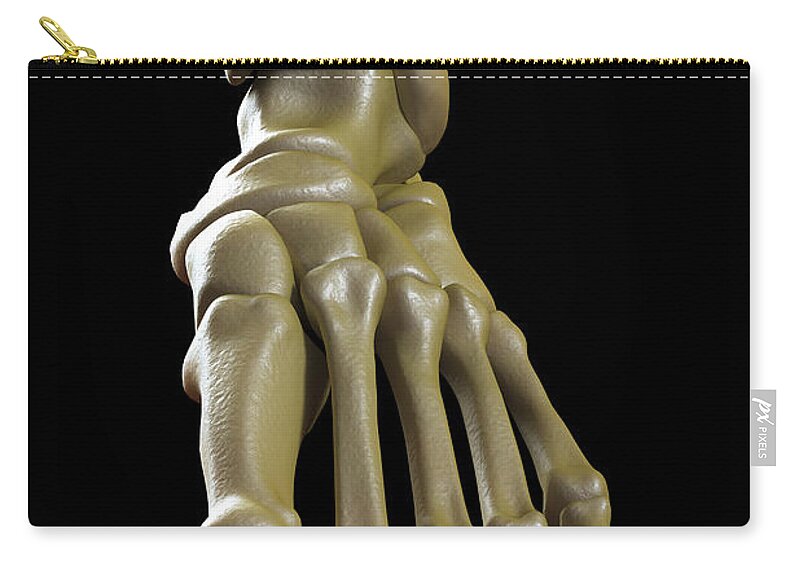 Biomedical Illustration Zip Pouch featuring the photograph The Foot Bones #1 by Science Picture Co