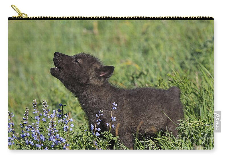 Grey Zip Pouch featuring the photograph Timber Wolf Cub, Canis Lupus #1 by M. Watson
